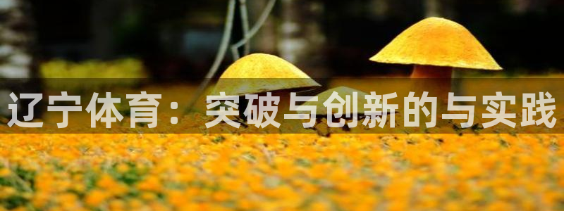 玩球直播世界杯