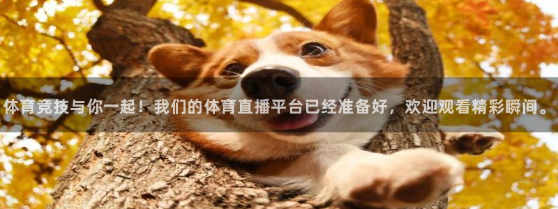 玩球直播网站